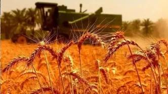 گرانی سم و کود؛ تهدیدی برای تولید محصولات استراتژیک