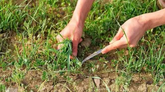 توقیف ۷۰۰ کیلوگرم گیاه دارویی در شهرستان دهلران
