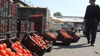 صادرات گوجه فرنگی ممنوع شد