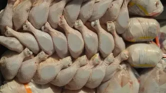 قیمت مرغ سقوط کرد