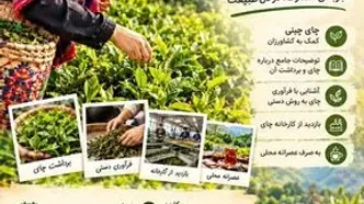 رویداد «برداشت آخر برگ چای» در لاهیجان برگزار می‌شود
