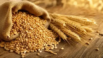 ثبت سفارش گندم تا پایان سال ادامه دارد