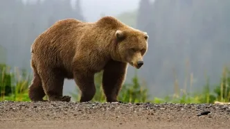 غذا دادن به خرس قهوه‌ای در کوه سبلان ممنوع شد