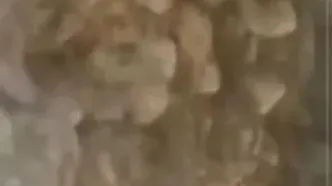 رصد گربه بازیگوش پالاس در سمنان