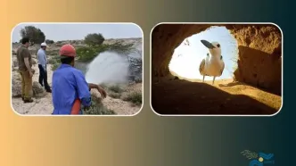 نمایش «شیدور» و «آدریانا مسافری از ایتالیا» در جشنواره «باران»