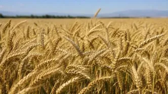 گندمکاران بخوانند/قیمت خرید تضمینی گندم ۸۵هزار تومان می‌شود؟