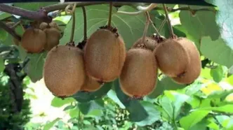 صادرات ۶۰۰۰ تن کیوی و نارنگی مازندران به بازارهای خارجی
