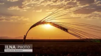 گلایه گندمکاران از عدم تسویه مطالبات/ سال زراعی شروع شد، نرخ گندم اعلام نشد