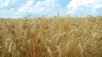 آخرین جزئیات از تعیین نرخ خرید تضمینی گندم در سال ۱۴۰۶/ قیمت گندم ۸۷ هزار تومان می‌شود؟