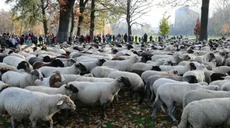 تلف شدن ۲۴۰ رأس دام یک خانواده عشایری در سیلاب دزفول