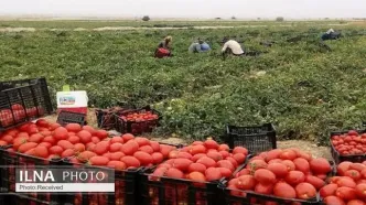ممنوعیت صادرات گوجه‌فرنگی زراعی و پیاز رفع شد