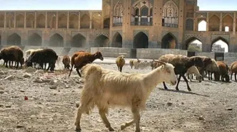 بستر زاینده‌رود، چراگاه گوسفندان شد!