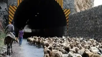 انسداد موقت جاده چالوس برای عبور احشام