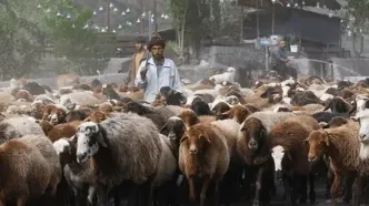 تصاویر؛ انسداد دردسرساز کندوان برای کوچ دام‌ها