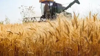 قیمت خرید تضمینی گندم در سال زراعی جدید چقدر شد؟