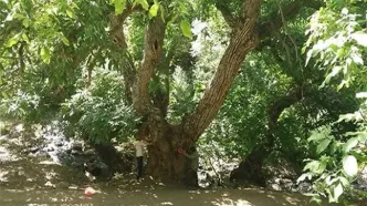 درخت گردوی هزار ساله ایران ثبت ملی شد