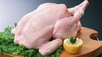فروش این مرغ ممنوع است!