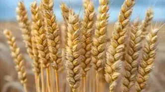 خبر مهم دولت برای گندم‌کاران؛ تسویه مطالبات و اعلام هزینه واقعی گندم