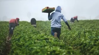 افزایش شدید قیمت محصولات کشاورزی جهانی/ جنگ و آب‌وهوا قیمت‌ها را بالا برد