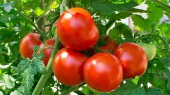 صادرات گوجه فرنگی و پیاز آزاد شد