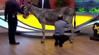 شیردوشی الاغ در پخش زنده