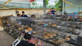 سرقت ۲۷۰۰ گربه برای فروش گوشت به رستوران‌ها