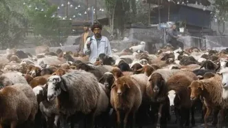 انسداد دردسرساز کندوان برای کوچ دام‌ها