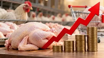 قیمت هر کیلو مرغ به ۳۵۰ هزار تومان رسید!
