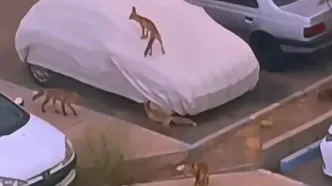 تصاویری از گروه خانوادگی روباه‌ها در پردیس