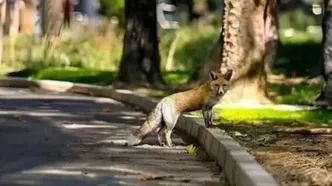 چرا تهران پر از روباه شده؟