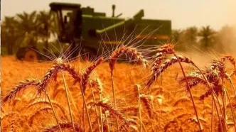 آخرین وضعیت پرداخت مطالبات گندمکاران/چند درصد معوقات واریز شده است؟