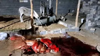 کشف ۱۰۰ کیلوگرم گوشت الاغ در ساوه