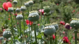 کشت خشخاش همچنان ممنوع است