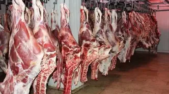 قیمت گوشت قرمز امروز شنبه ۲۵ مهر ۱۴۰۵/ گوشت گوسفندی و گوساله کیلویی چند؟ + جدول